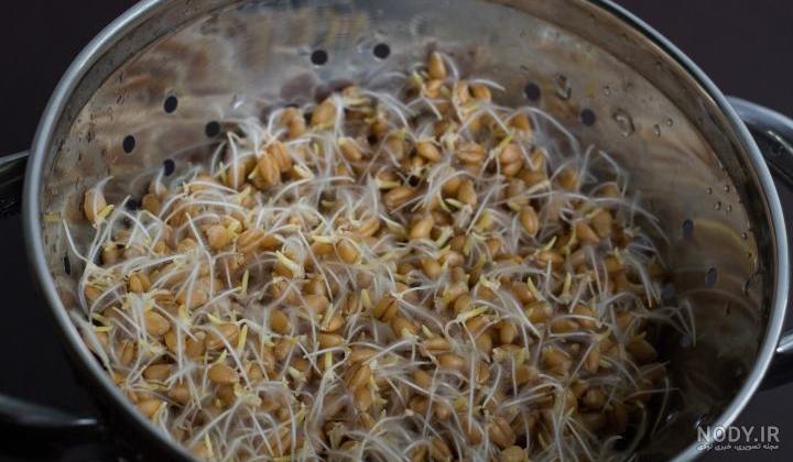 آموزش کاشت سبزه گندم برای عید/ سفره هفت سین