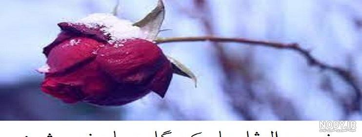انشا درباره معنی ضرب المثل با یک گل بهار نمیشه + داستان و انگلیسی آن