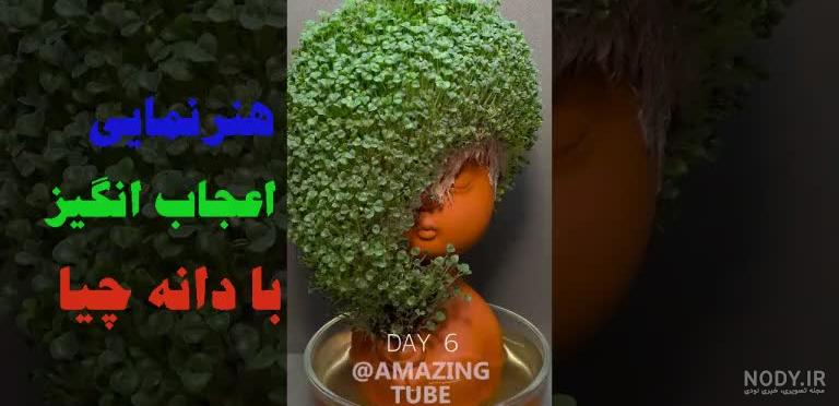 تایم لپس سبز شدن دانه های چیا