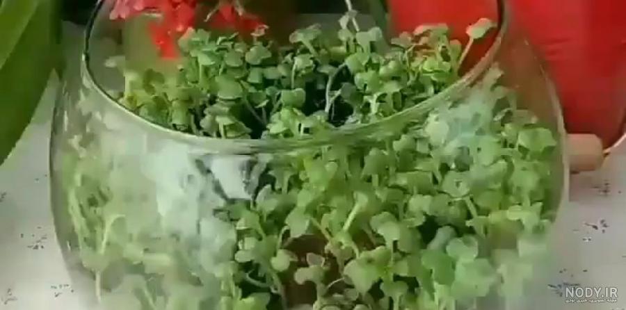 تایم لپس سبز شدن دانه های چیا - نماشا