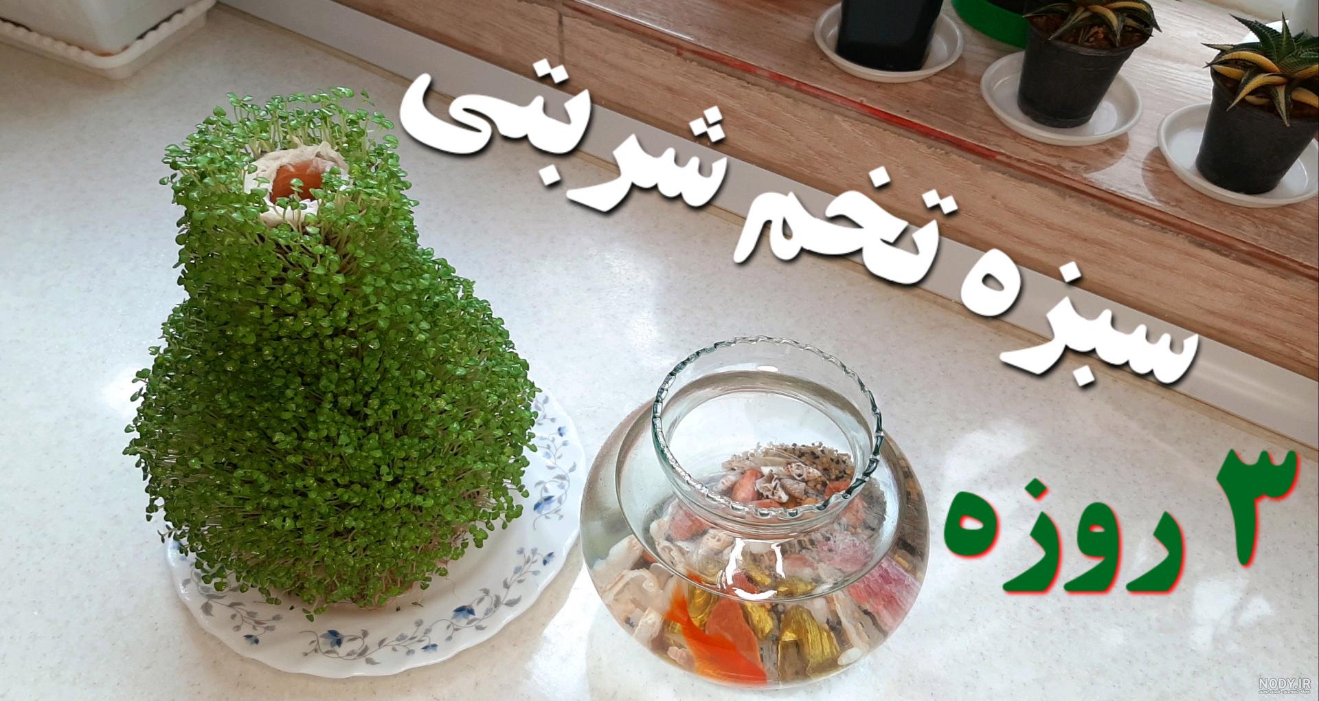 سبزه روی بطری نوشابه با تخم شربتی یا دانه چیا
