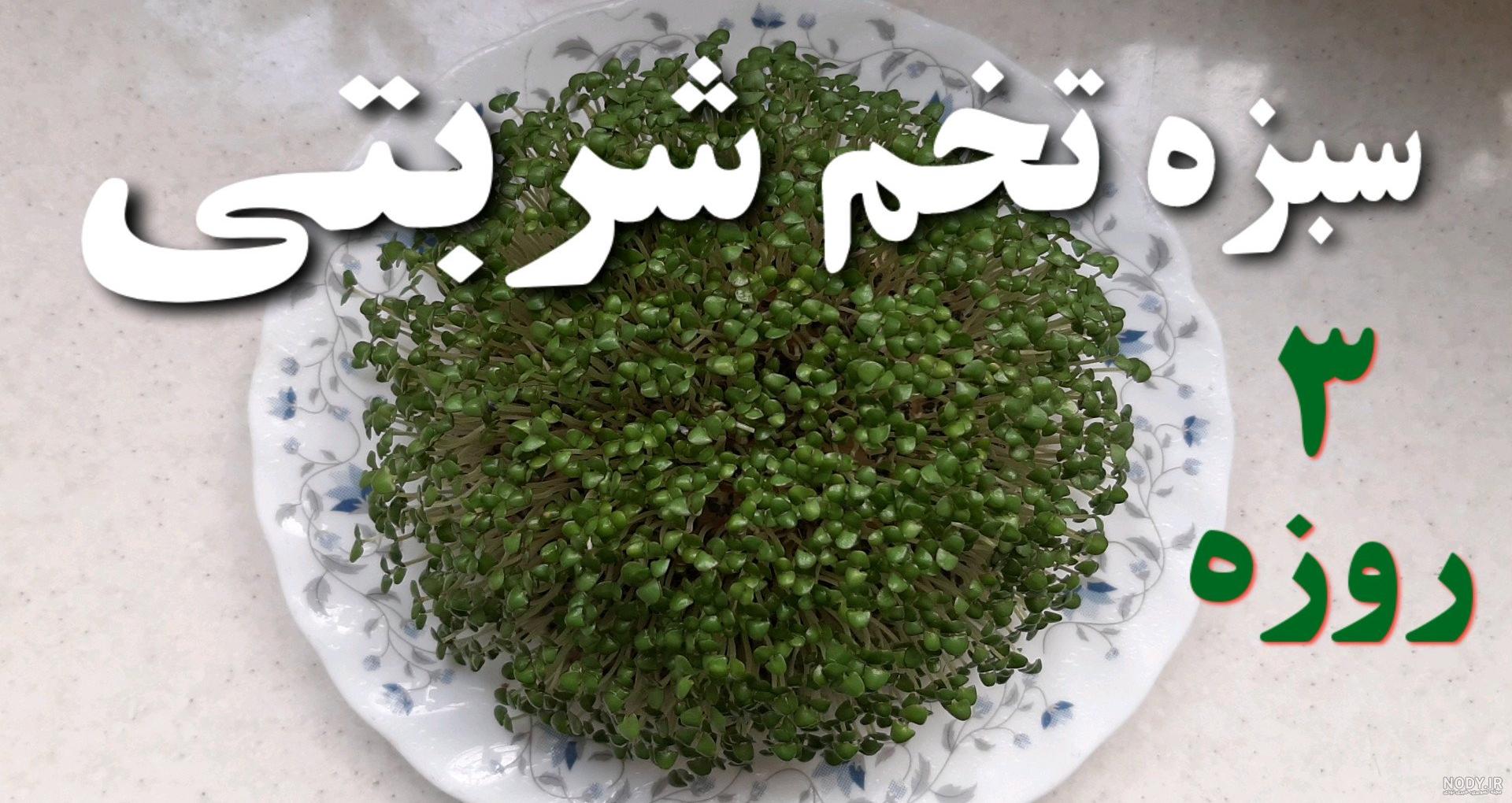 طرز تهیه سبزه عید با دانه چیا [تخمه شربتی] روی بطری، کوزه و اسفنج