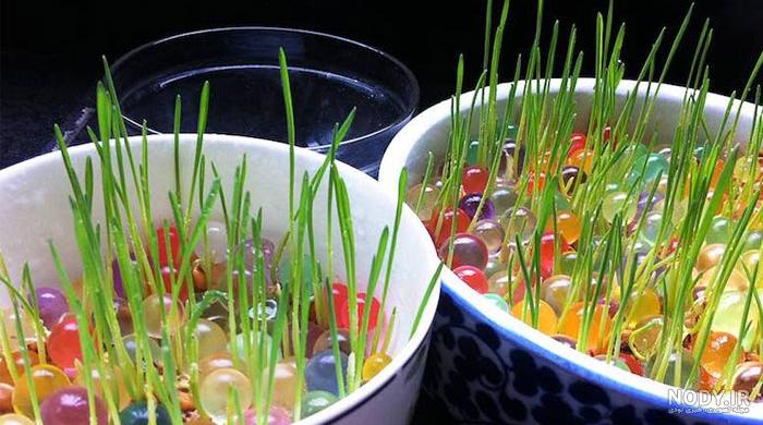 طرز کاشت سبزه عید گندم + فیلم-راهبرد معاصر