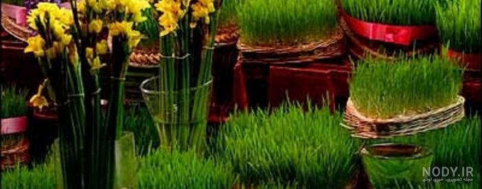 طرز کاشت سبزه عید گندم + فیلم-راهبرد معاصر