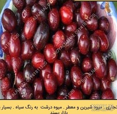 عکس ذغال سیاه عکس ذغال سیاه