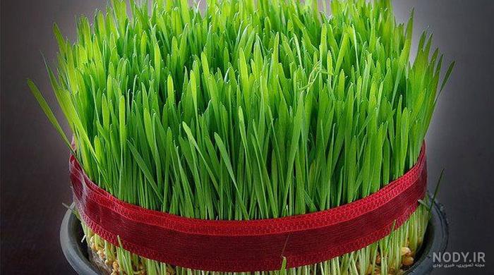 عکس سبزه گندم برای عید