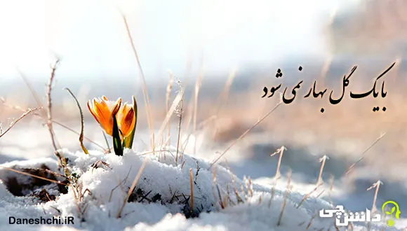 عکس ضرب المثل با یک گل بهار نمی شود - عکس نودی