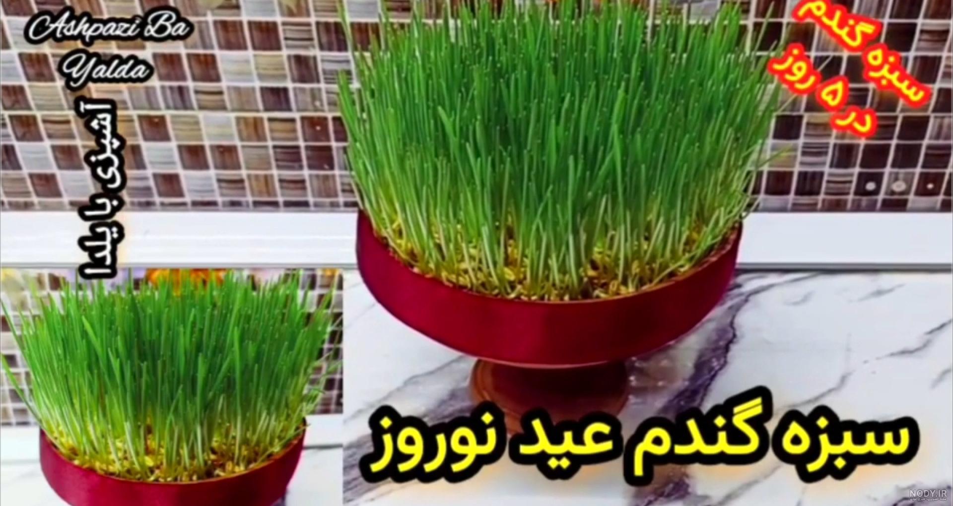 عکس مراحل رشد سبزه عید - عکس نودی