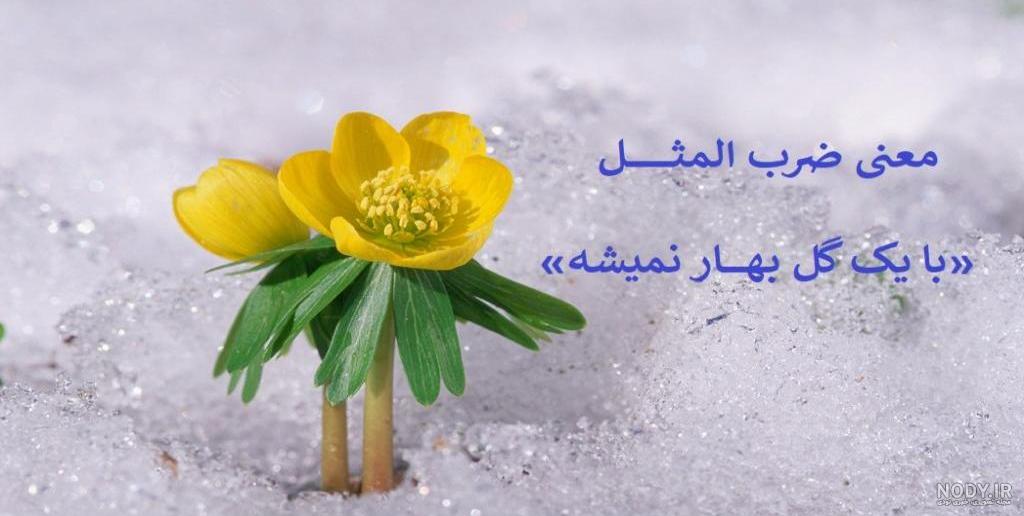 معنی ضرب المثل با یک گل بهار نمی شود - ماگرتا