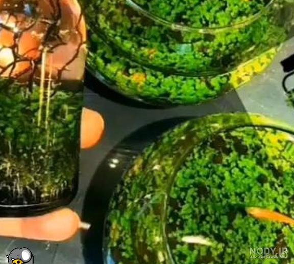 نحوه کاشت سبزه انواع دانه ها داخل تنگ ماهی