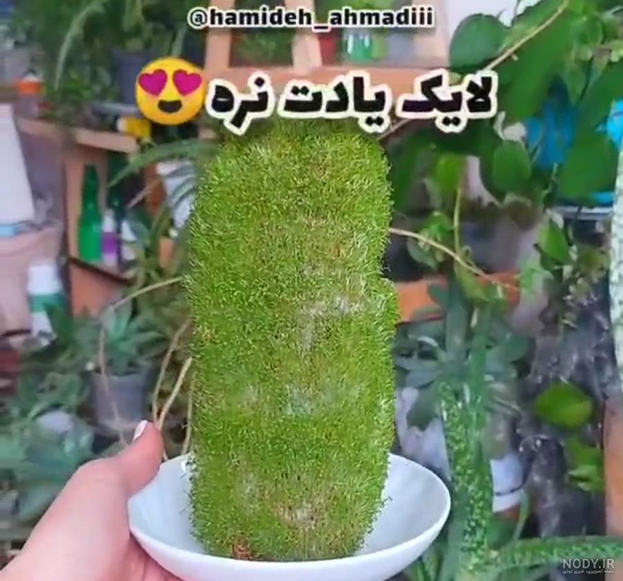 نحوه ی سبز کردن بذر چیا یا تخم شربتی - فوت و فن های باغبانی | سایت ...