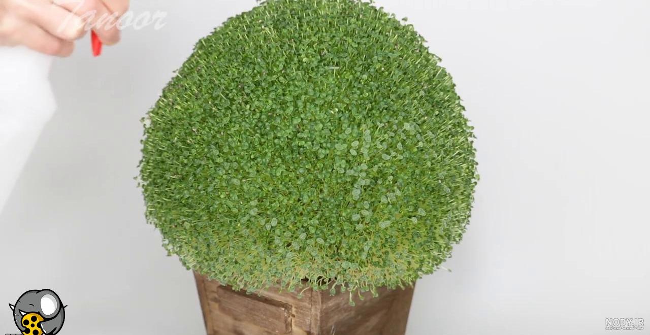 هنرنمایی اعجاب انگیز با دانه چیا!