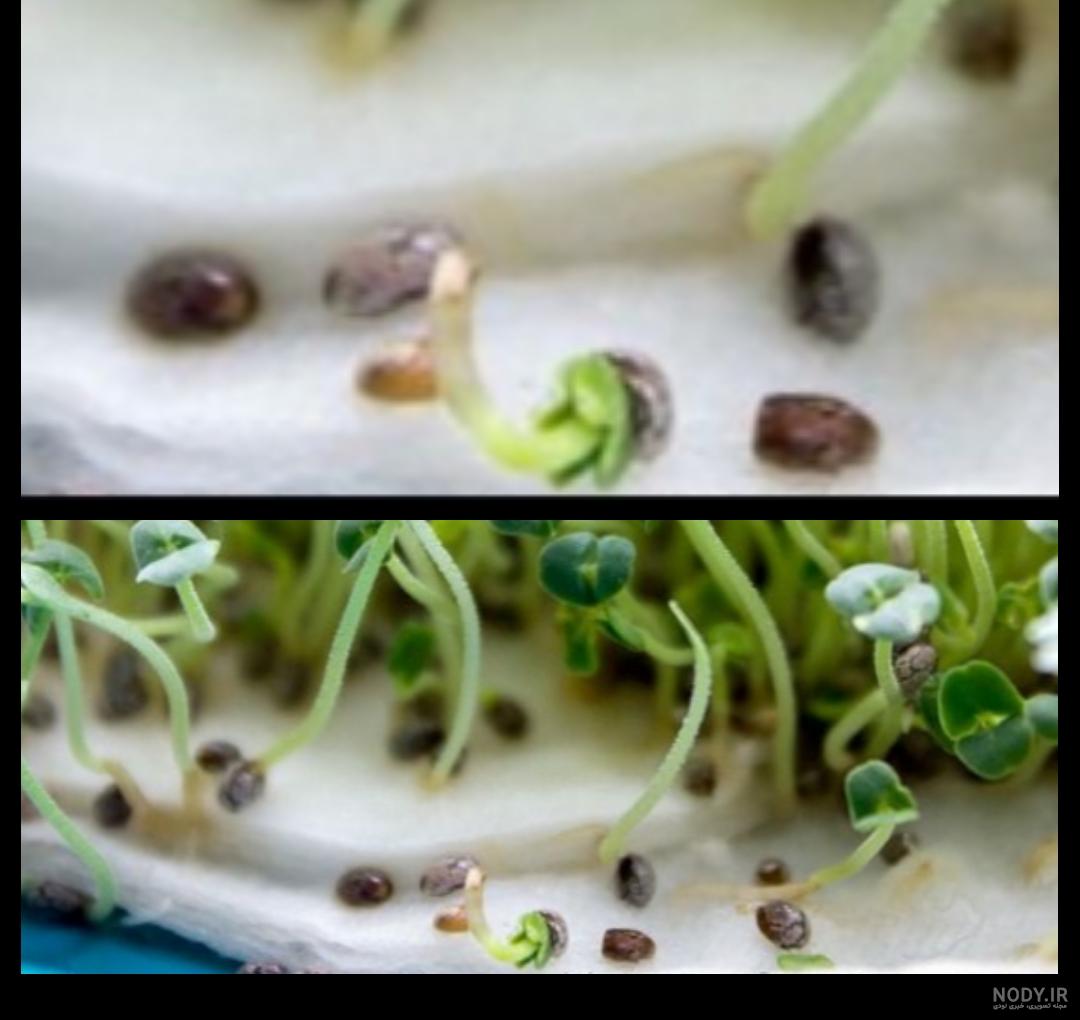 هنرنمایی اعجاب انگیز با دانه چیا!