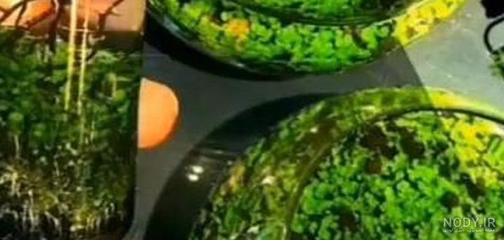 کاشت سبزه در تنگ شیشه ای | سبزه عید متفاوت و زیبا • مجله تصویر زندگی
