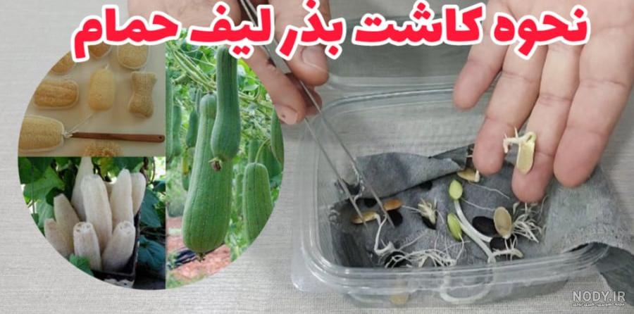 آموزش سبزه ی شاهی و منداب روی کوزه یا بطری