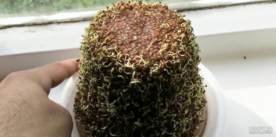 آموزش سبزه ی شاهی و منداب روی کوزه یا بطری - نماشا