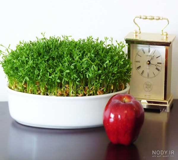 سبزه درختی برای عید نوروز | آموزش سبزه درختی برای سفره هفت سین سبزه درختی برای عید نوروز | آموزش سبزه درختی برای سفره هفت سین