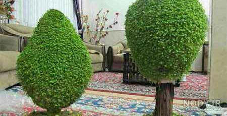 سبزه درختی کاشت سبزه به شکل درختچه برای عید - ستاره سبزه درختی کاشت سبزه به شکل درختچه برای عید - ستاره