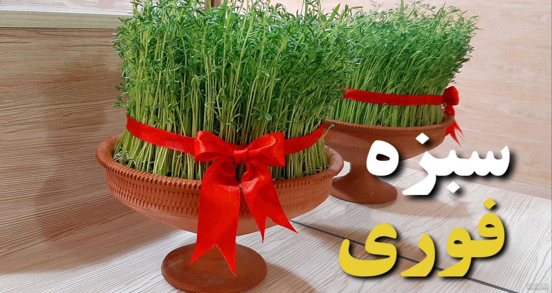 طرز تهیه سبزه ماش برای عید نوروز (آموزش کامل)