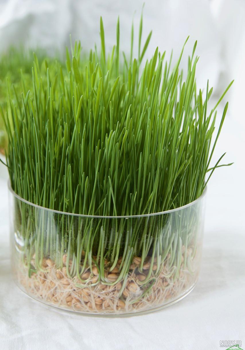 عکس سبزه خانگی
