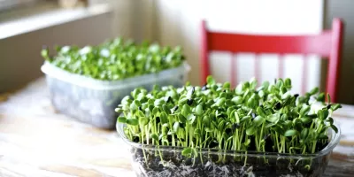 کاشت سبزه روی بطری پلاستیکی توسط خانم خادمی - ویدائو