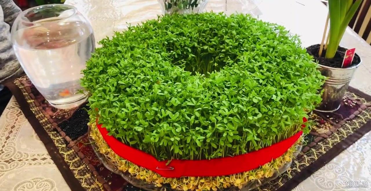 کاشت سبزه نوروز با ماش | خبرگزاری صدا و سیما