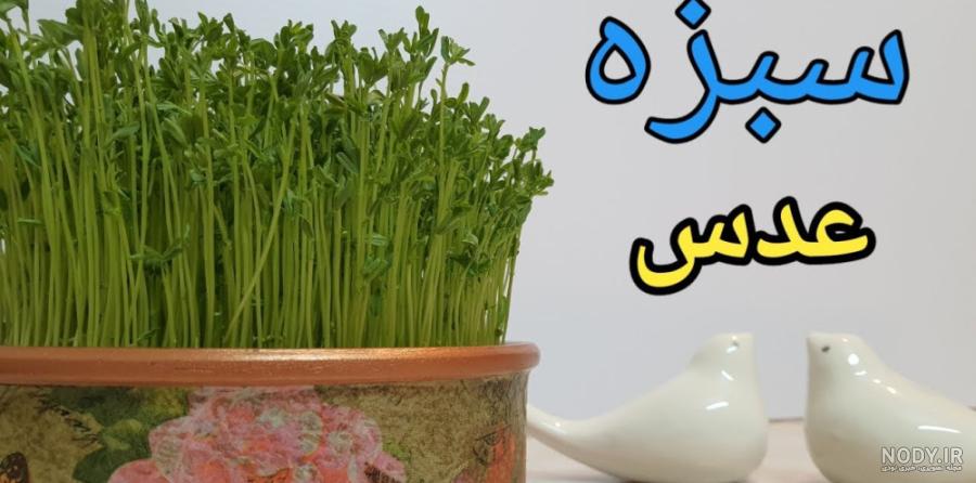 کاشت سبزه نوروز با ماش | خبرگزاری صدا و سیما