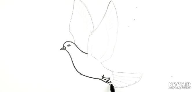 آموزش مرحله به مرحله نقاشی کبوتر - پنجره ای به دنیای کودکان