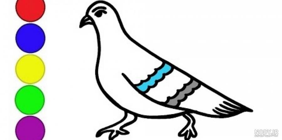 آموزش نقاشی کبوتر