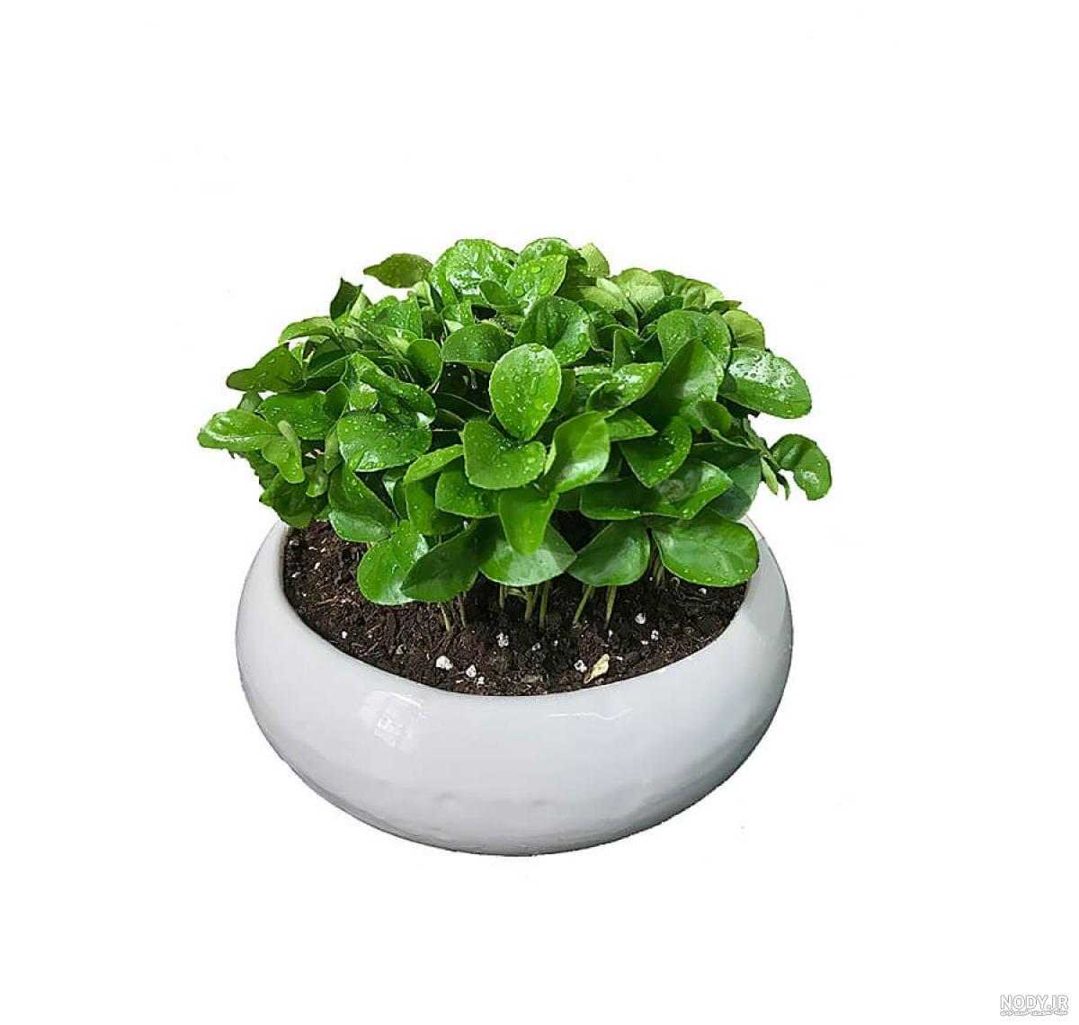 عکس سبزه بهار نارنج