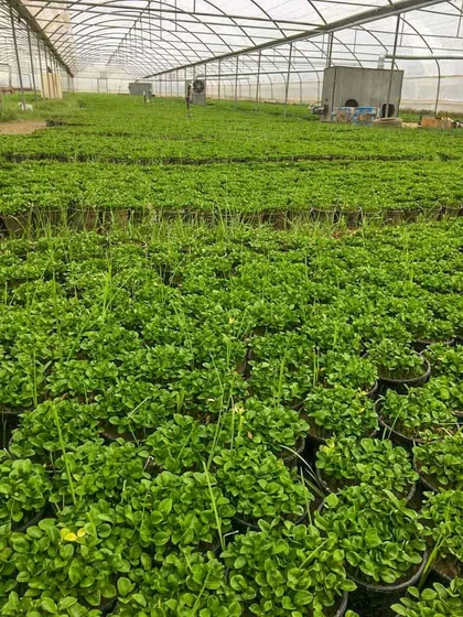 عکس سبزه بهار نارنج