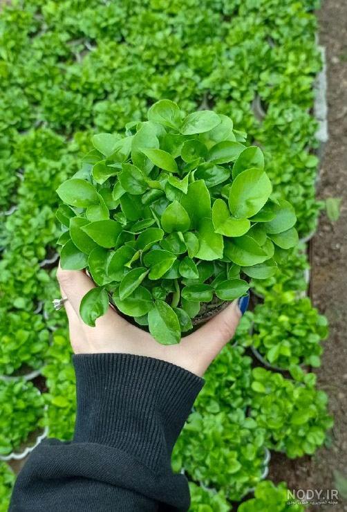 عکس سبزه بهار نارنج