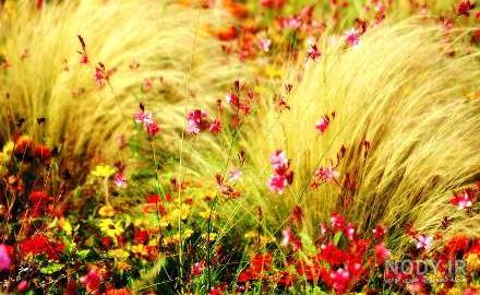 گالری عکس مناظر طبیعی و فوق العاده زیبای سراسر جهان