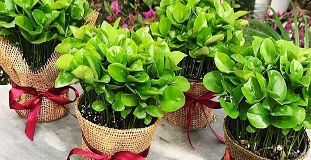 سبزه شناور | سبزه هفت سین