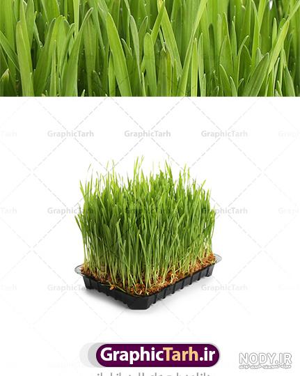 عکس سبزه ساده