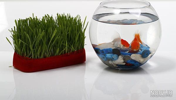 عکس سبزه و ماهی عید عکس سبزه و ماهی عید