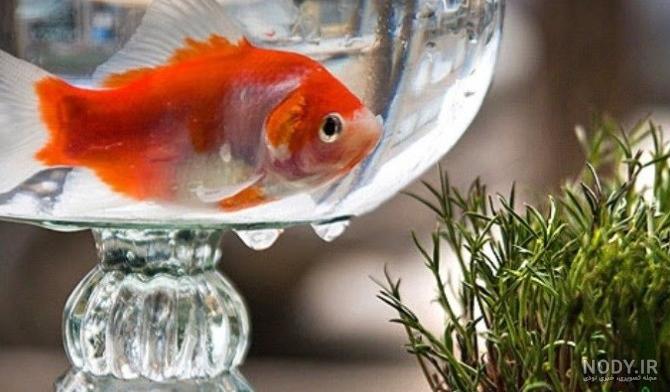 عکس ماهی و سبزه عید عکس ماهی و سبزه عید