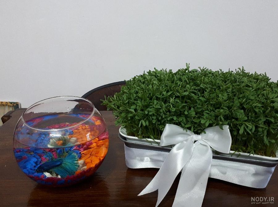 عکس مدل سبزه عید نوروز 70 ایده مختلف خوشگل برای سفره هفت سین عکس مدل سبزه عید نوروز 70 ایده مختلف خوشگل برای سفره هفت سین