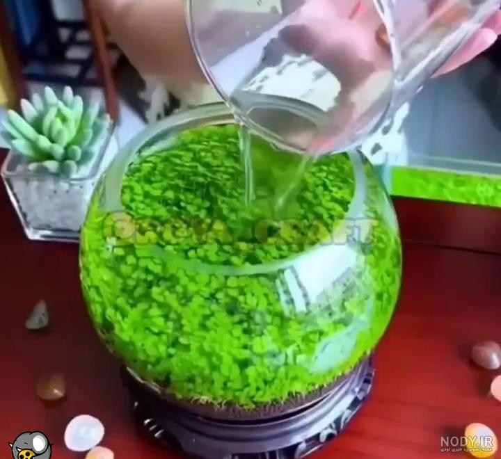 کاشت سبزه شناور در آب برای عید نوروز • مجله تصویر زندگی