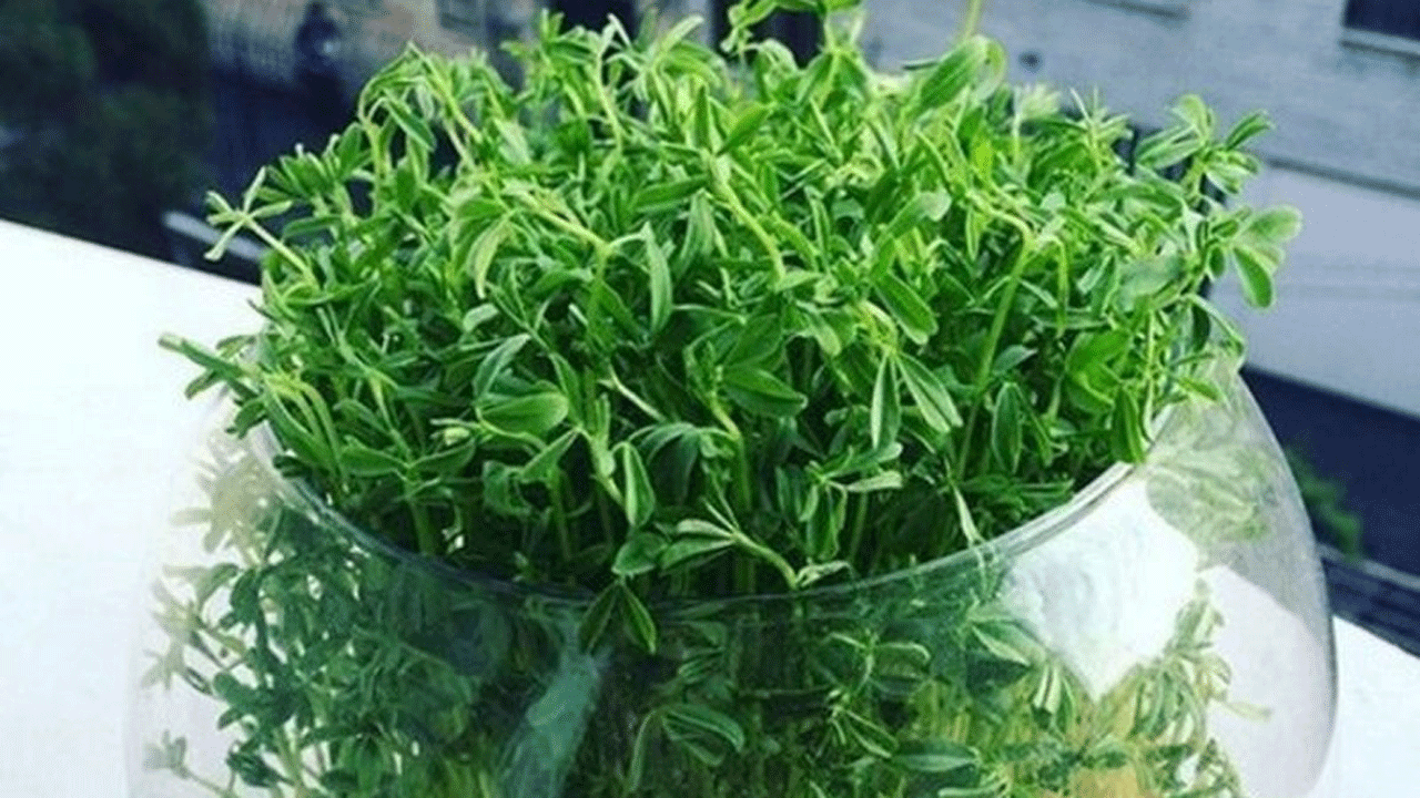 کاشت سبزه شناور در آب برای عید نوروز • مجله تصویر زندگی