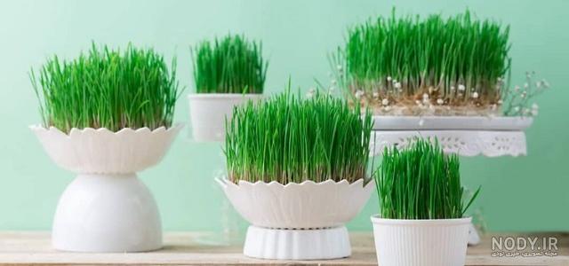 6 آموزش سبزه گندم پرپشت در تنگ، خاک، خاک ژله ای و فوری | مجله کوروش