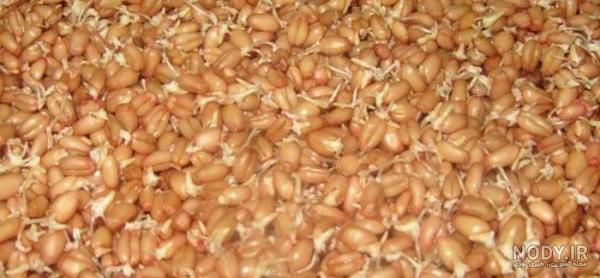 6 آموزش سبزه گندم پرپشت در تنگ، خاک، خاک ژله ای و فوری | مجله کوروش