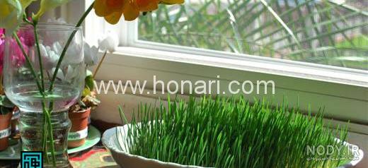 6 آموزش سبزه گندم پرپشت در تنگ، خاک، خاک ژله ای و فوری | مجله کوروش