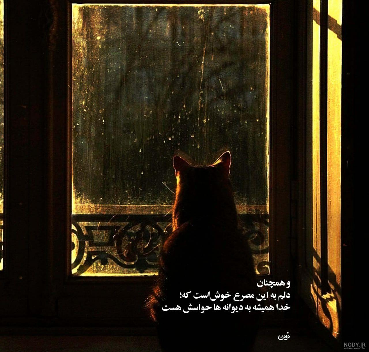 آلبوم تصاویر گربه برای پروفایل (2) - تــــــــوپ تـــــــــاپ