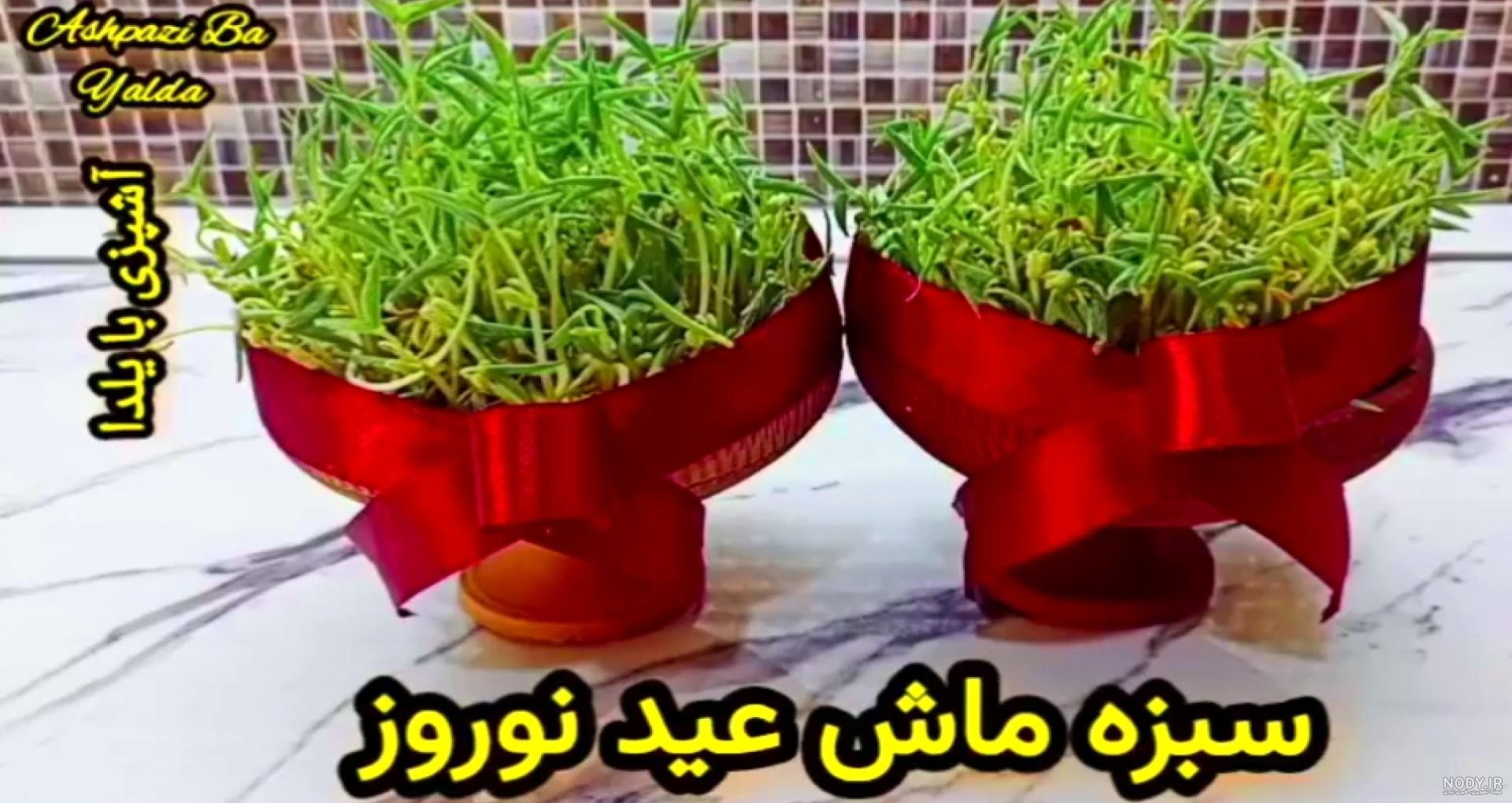 آموزش درست کردن سبزه ماش برای نوروز آموزش درست کردن سبزه ماش برای نوروز