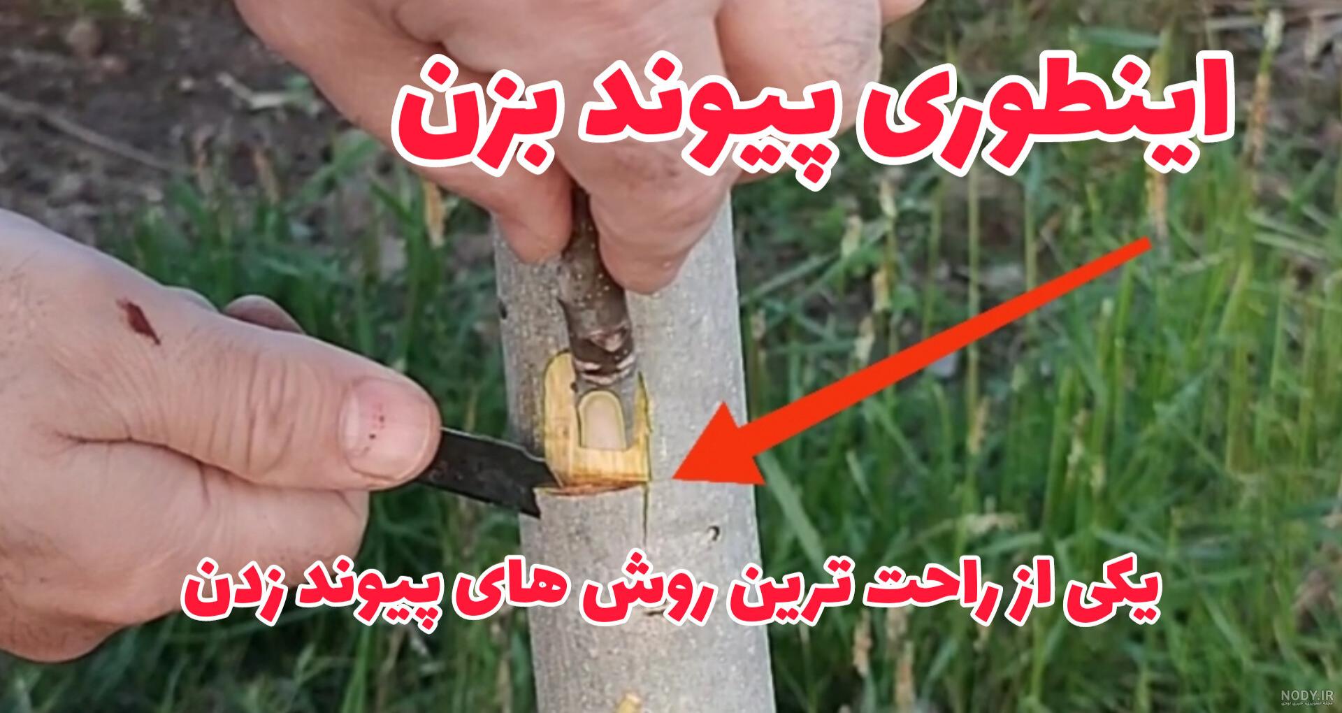 آموزش سبزه گندم برای سفره هفت سین و عید نوروز