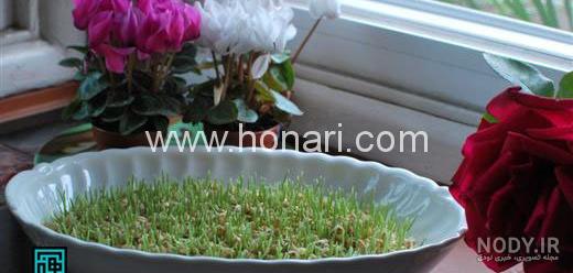 آموزش سبزه گندم برای سفره هفت سین و عید نوروز