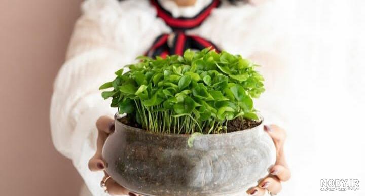 آموزش سبزه گندم/سبزه عید/سبزه زیبا برای سفره هفت سین