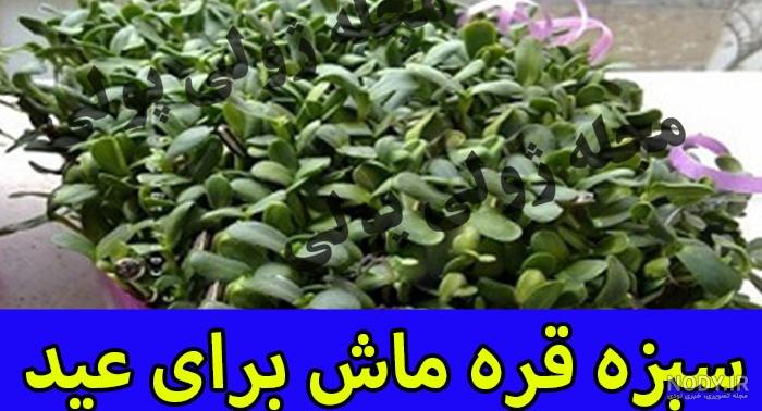 آموزش کاشت سبزه ماش - بذرشاپ