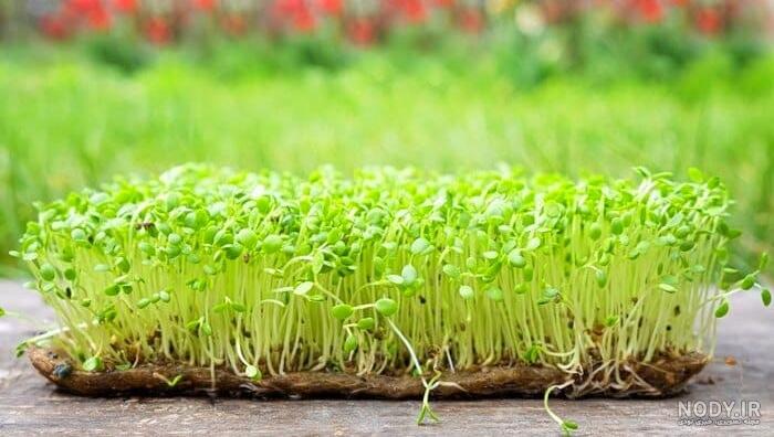طرز تهیه سبزه قره ماش برای عید نوروز - ژولی پولی